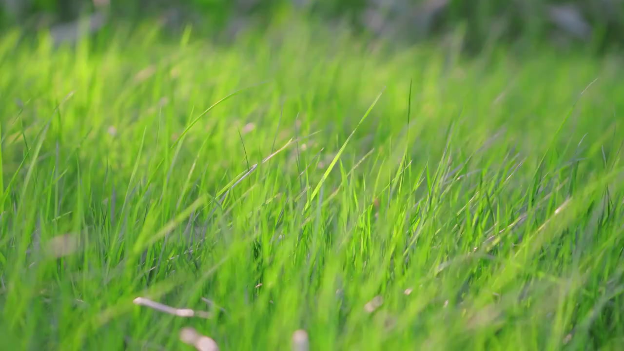 阳光照射在绿色的青草上，新鲜的野草，草坪，草地视频素材