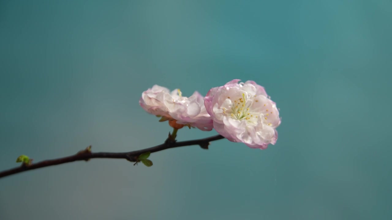 雨天盛开的樱花视频素材