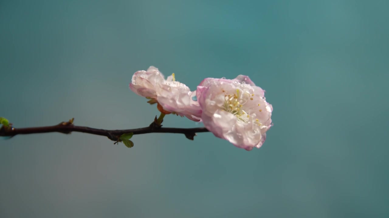 雨天盛开的樱花视频素材