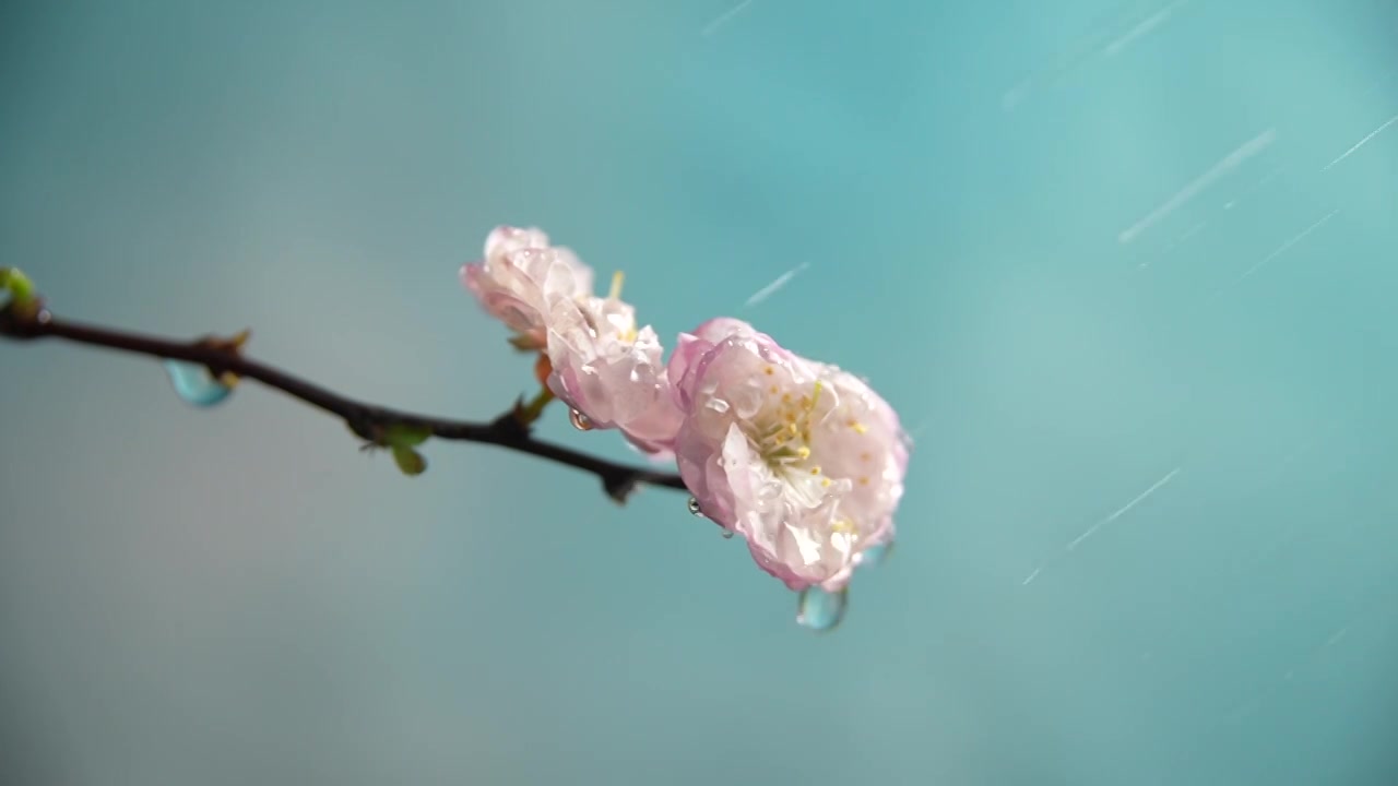 雨天盛开的樱花视频素材