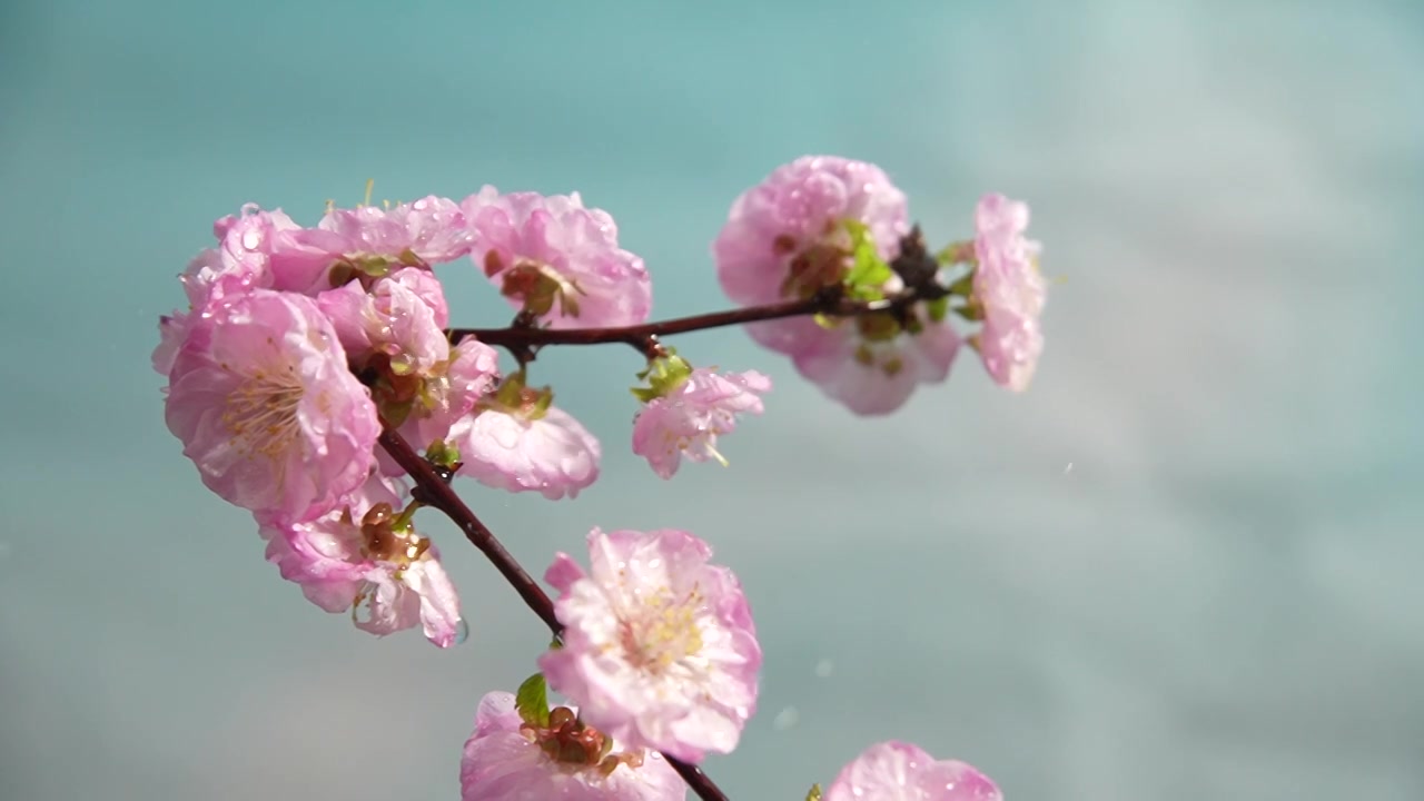 雨天盛开的樱花视频素材