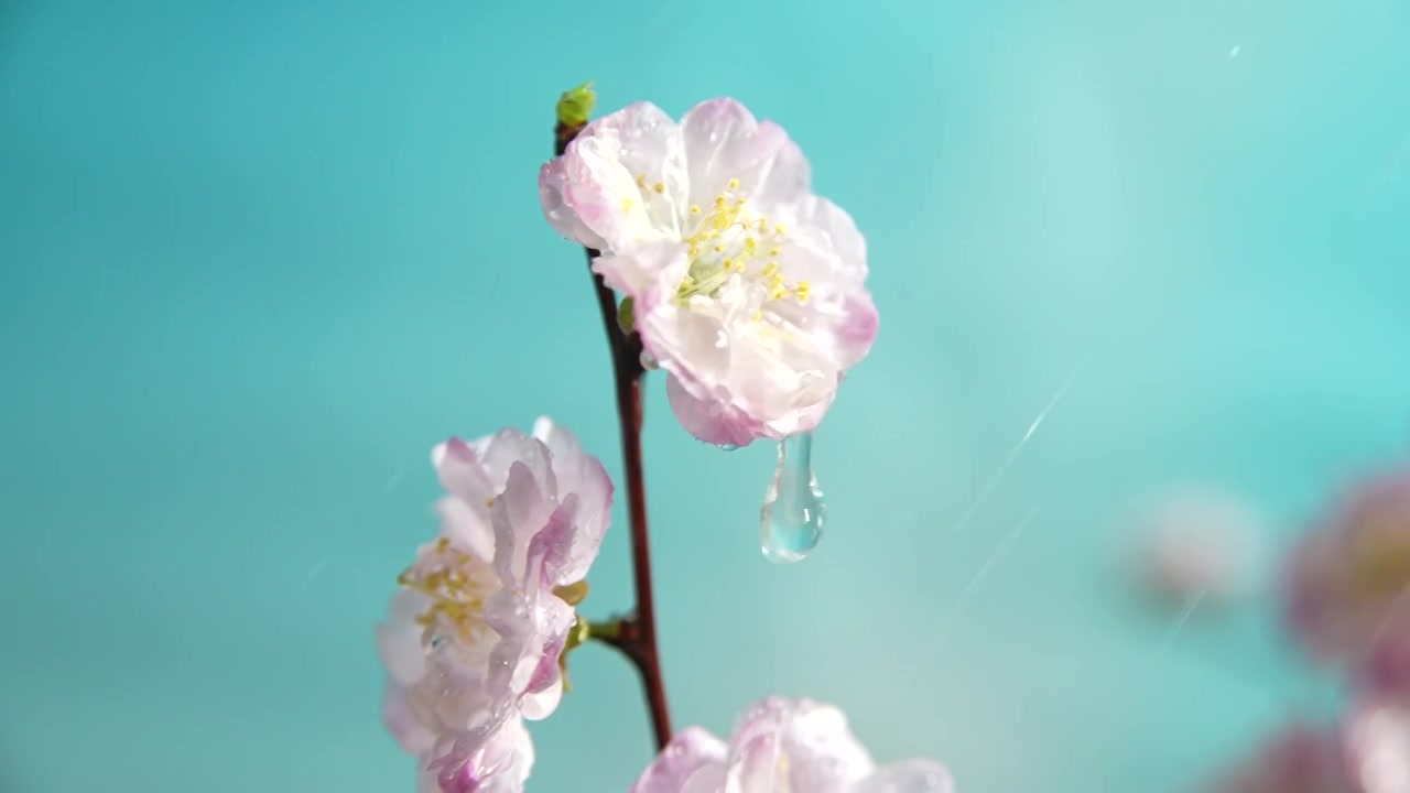 雨天盛开的樱花视频素材