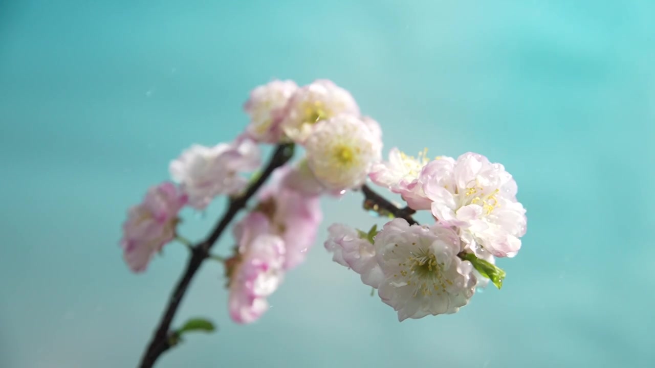 雨天盛开的樱花视频素材