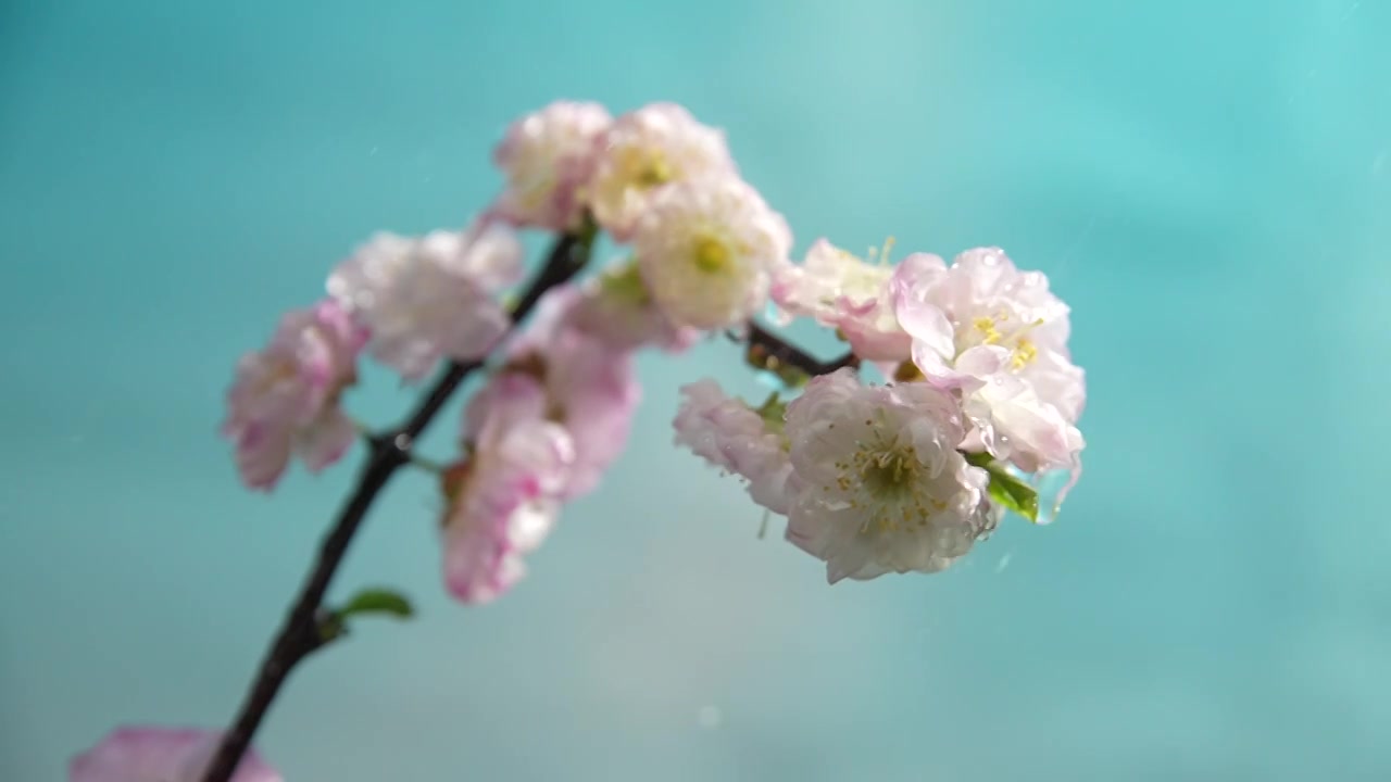 雨天盛开的樱花视频素材