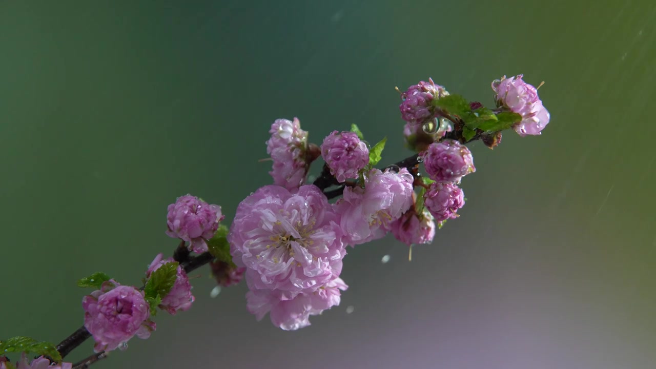 雨天盛开的樱花视频素材