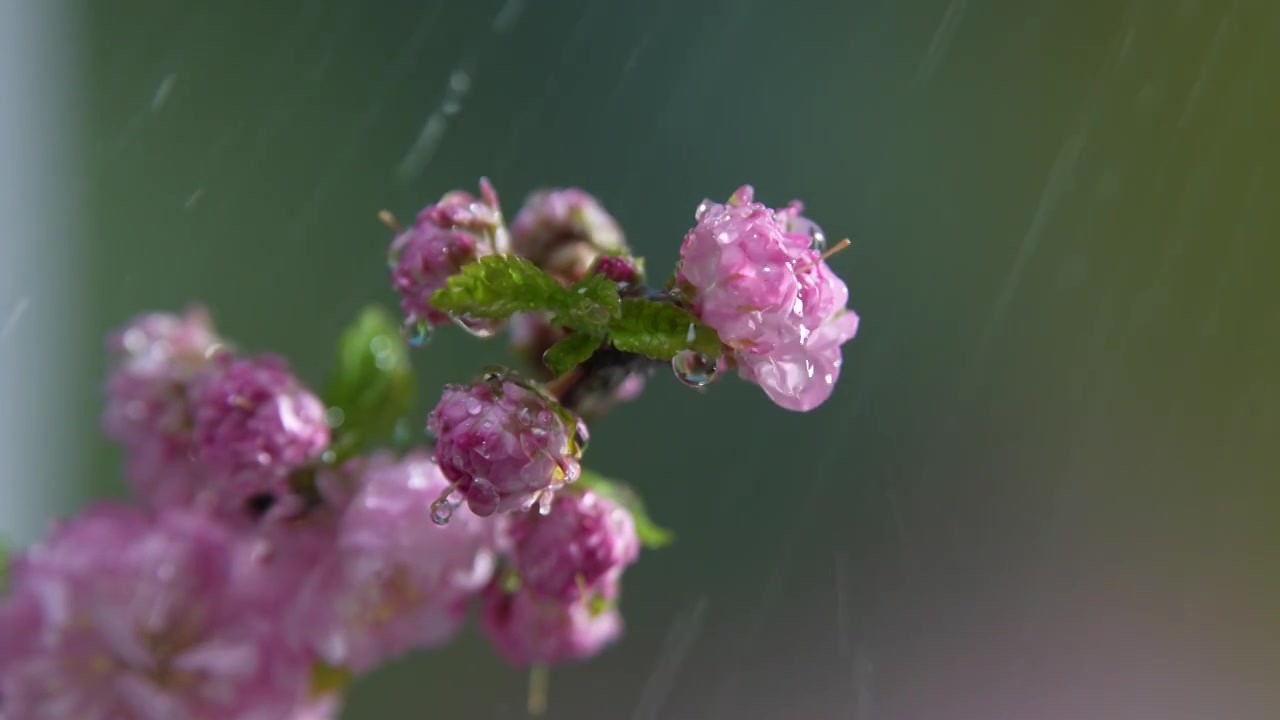 雨天盛开的樱花视频素材