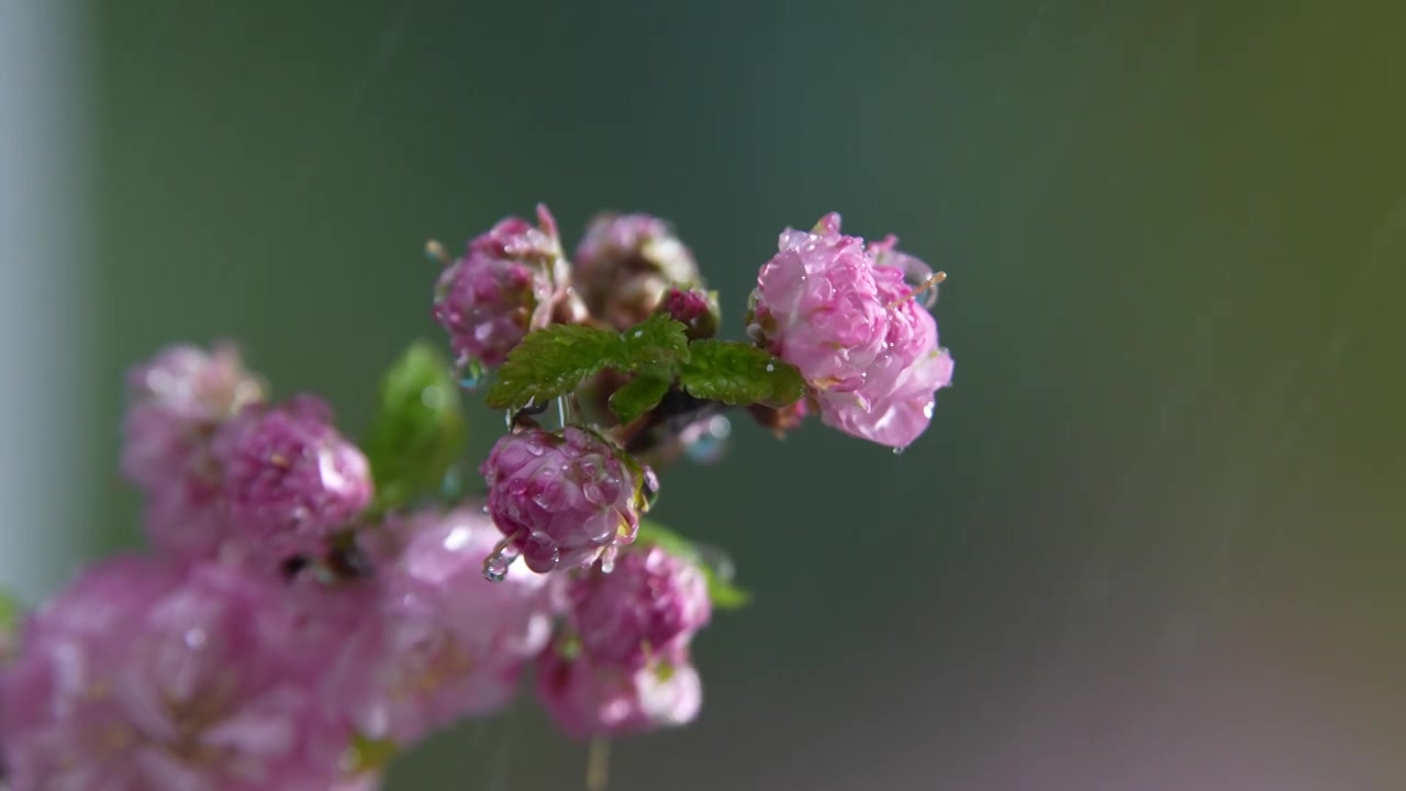 雨天盛开的樱花视频素材