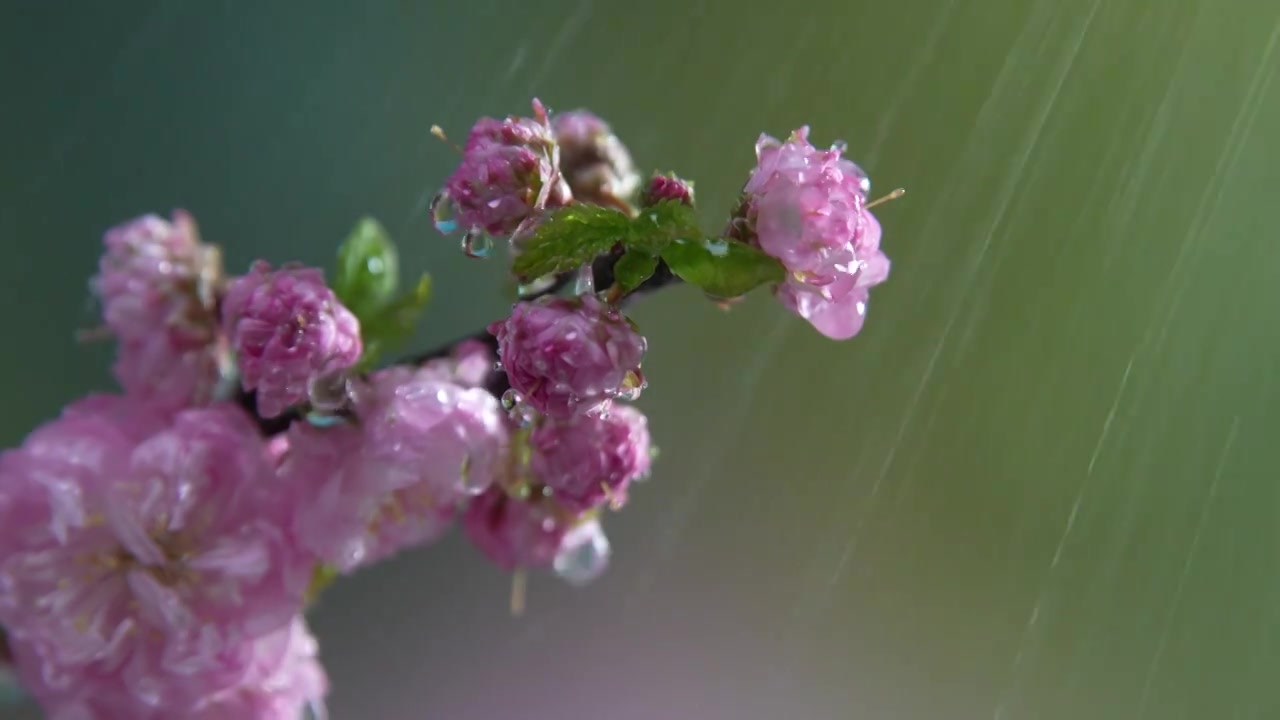 雨天盛开的樱花视频素材