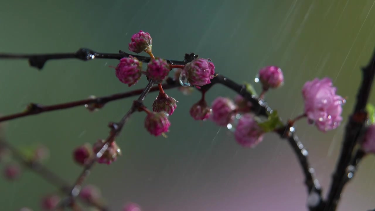 雨天盛开的樱花视频素材