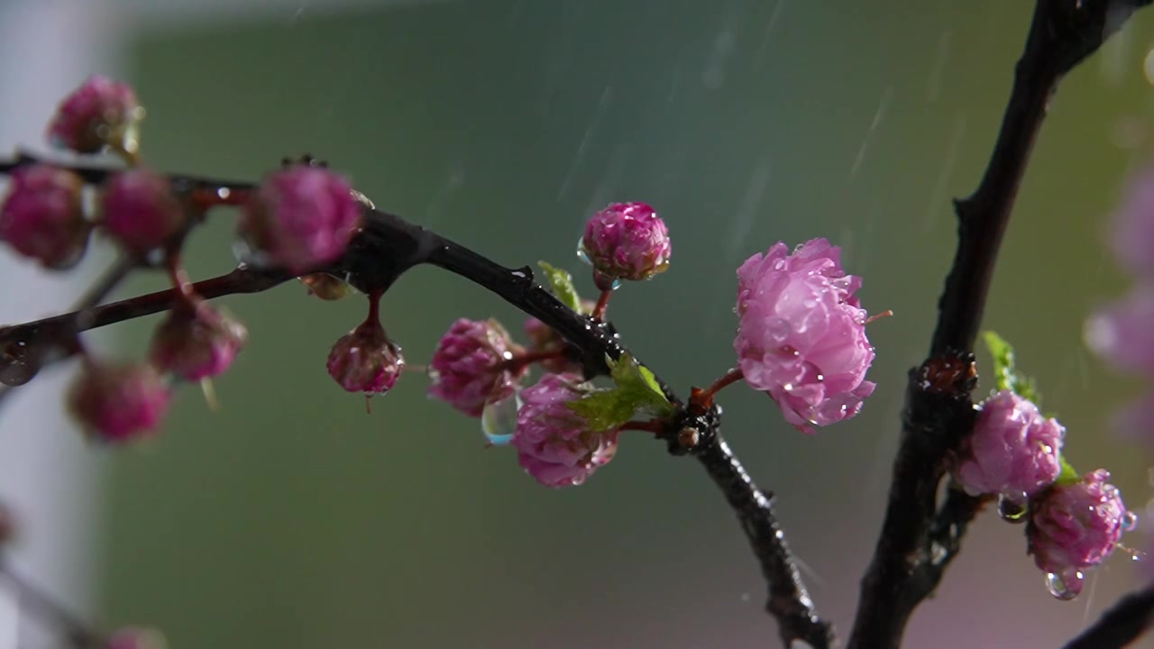 雨天盛开的樱花视频素材