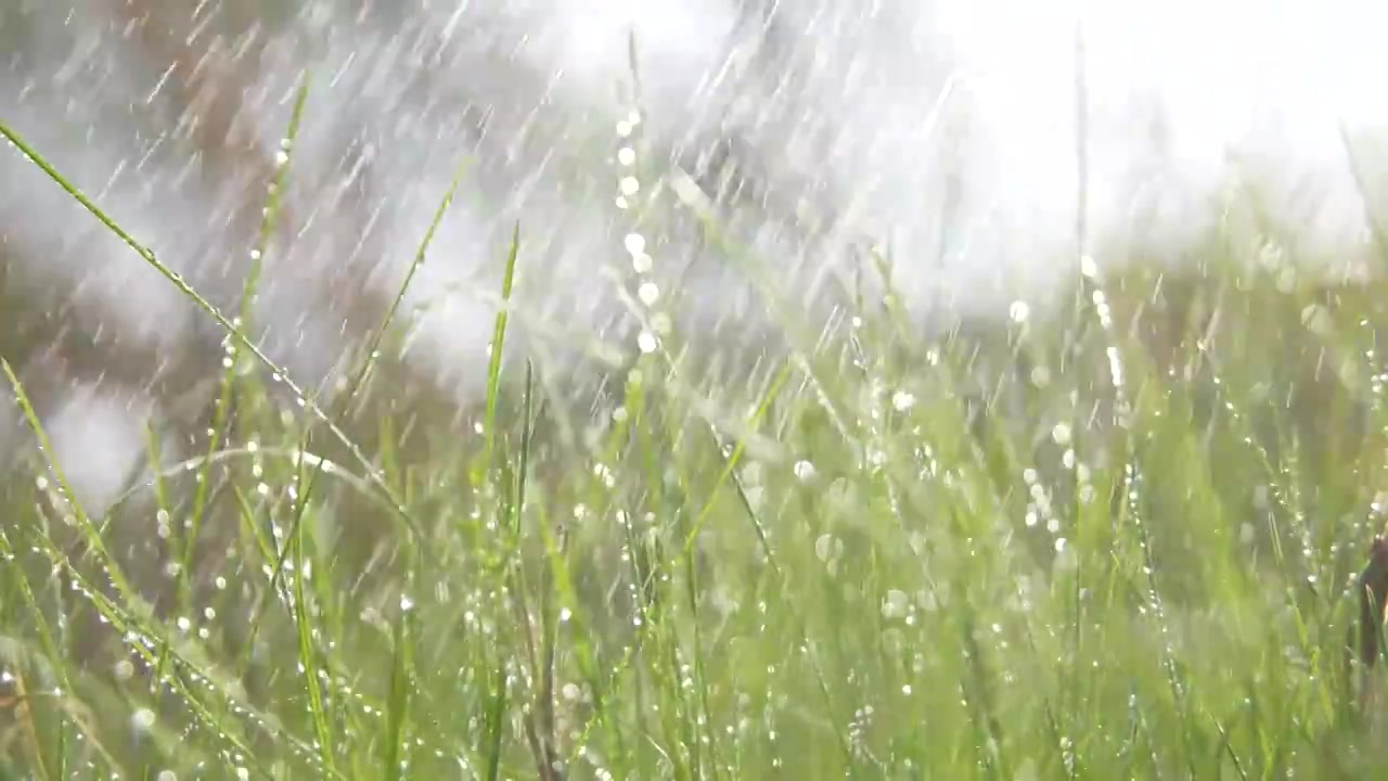 雨中的小草下雨雨丝水珠视频素材