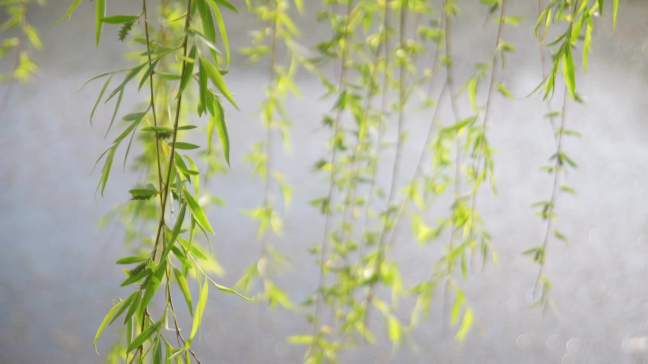 河边的柳枝发芽的柳树柳树开花视频素材