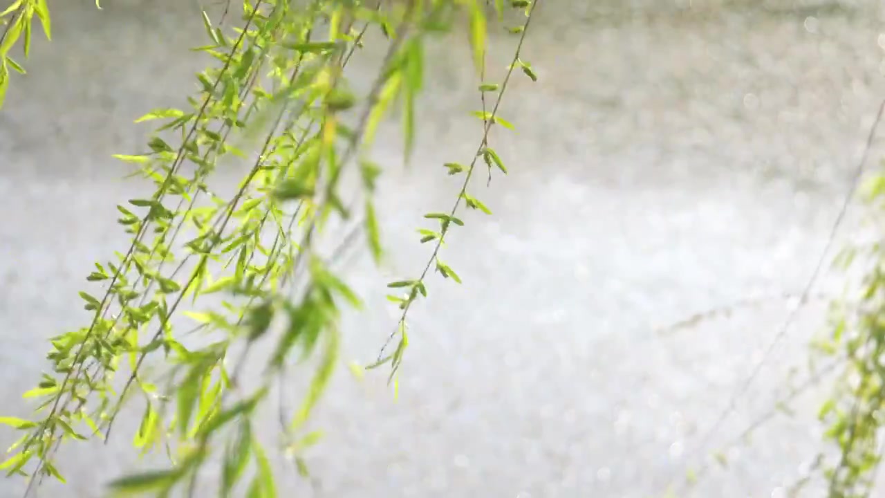 河边的柳枝发芽的柳树柳树开花视频素材