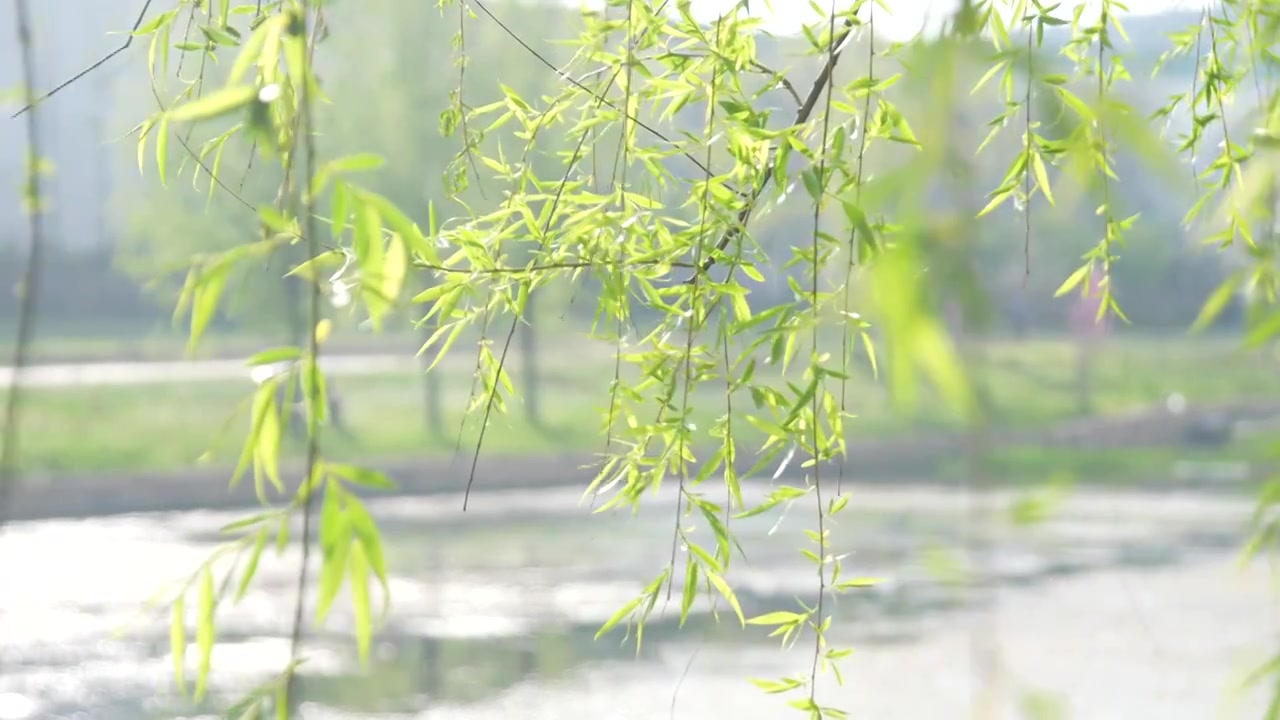 河边的柳枝发芽的柳树柳树开花视频素材