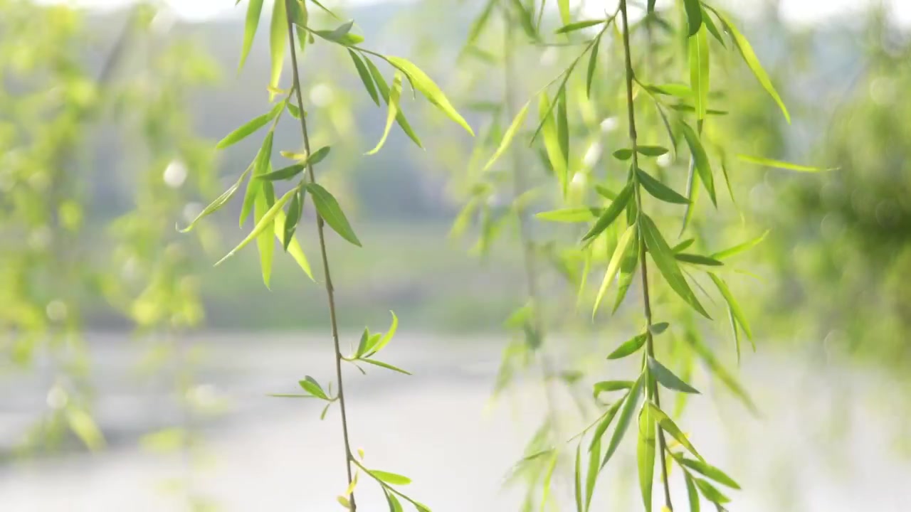 河边的柳枝发芽的柳树柳树开花视频素材