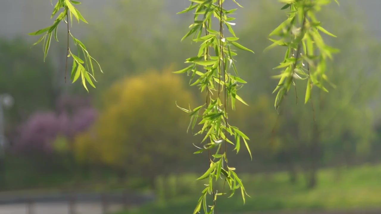 河边的柳枝发芽的柳树柳树开花视频素材