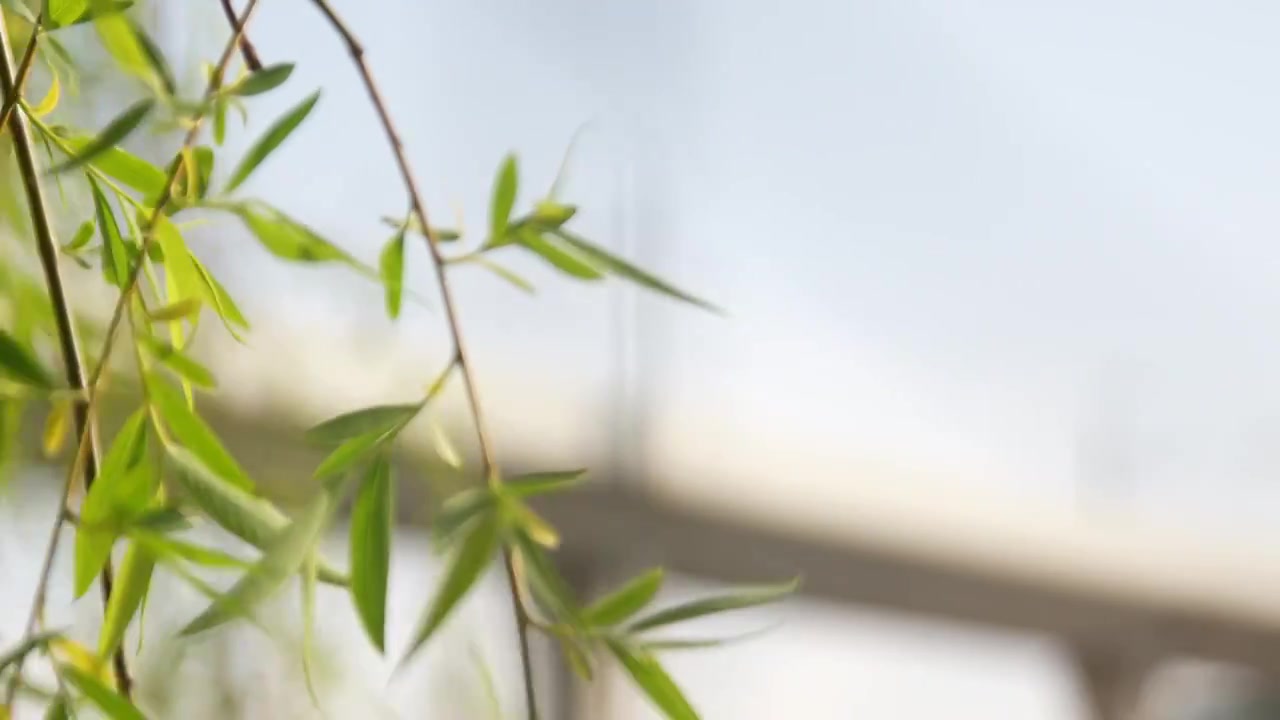 河边的柳枝发芽的柳树柳树开花视频素材