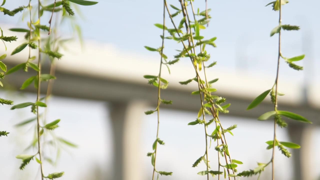 河边的柳枝发芽的柳树柳树开花视频素材