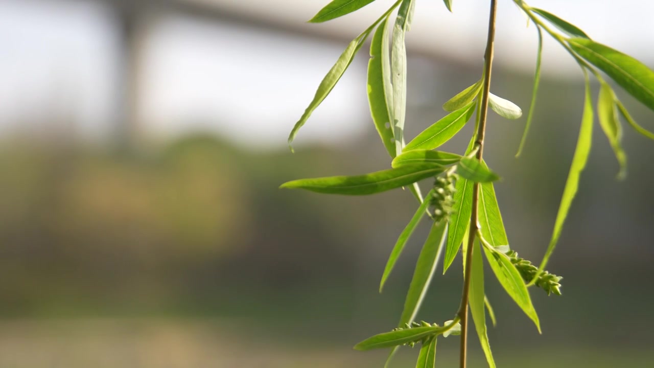 河边的柳枝发芽的柳树柳树开花视频素材