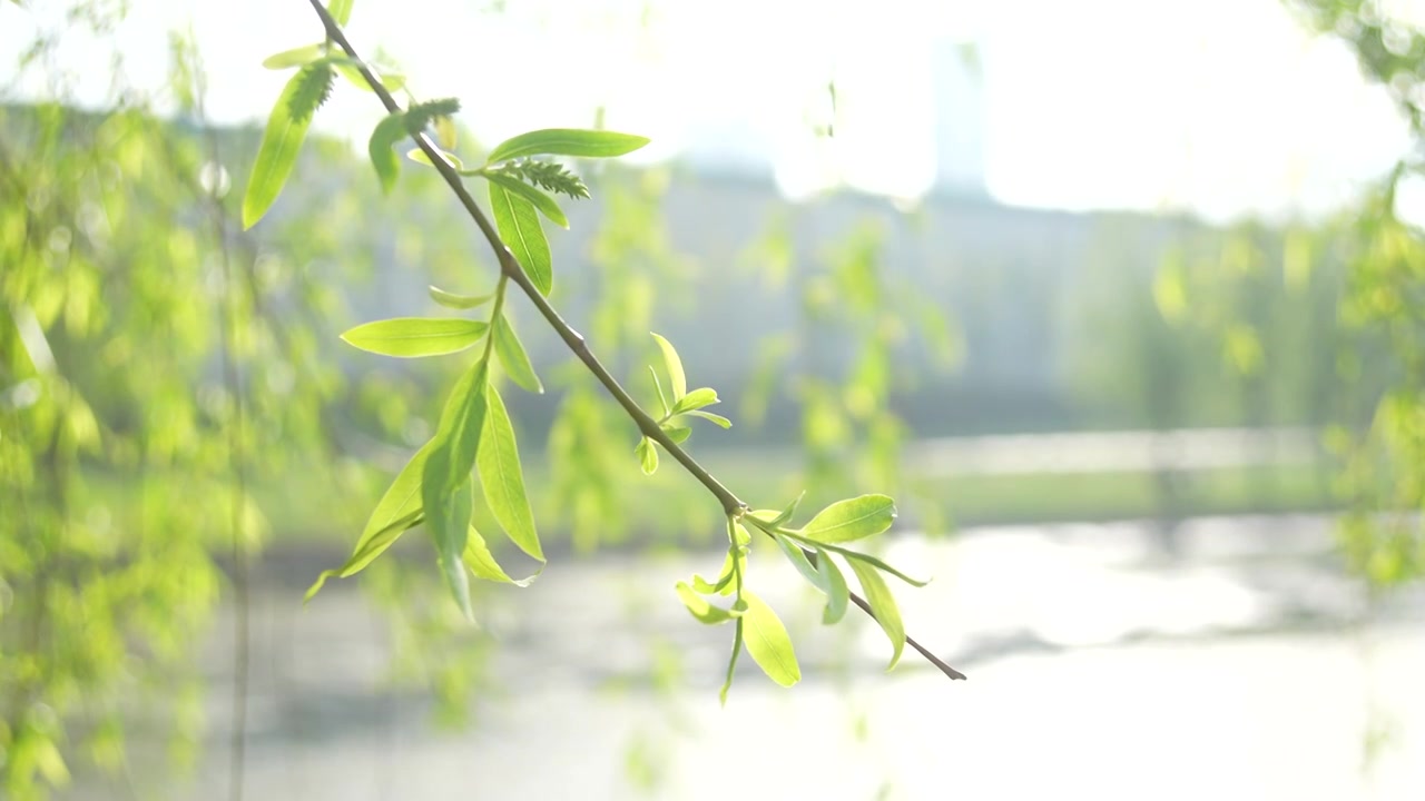 河边的柳枝发芽的柳树柳树开花视频素材