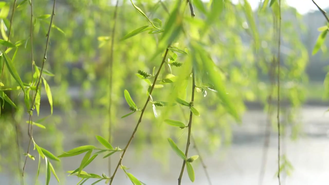 河边的柳枝发芽的柳树柳树开花视频素材