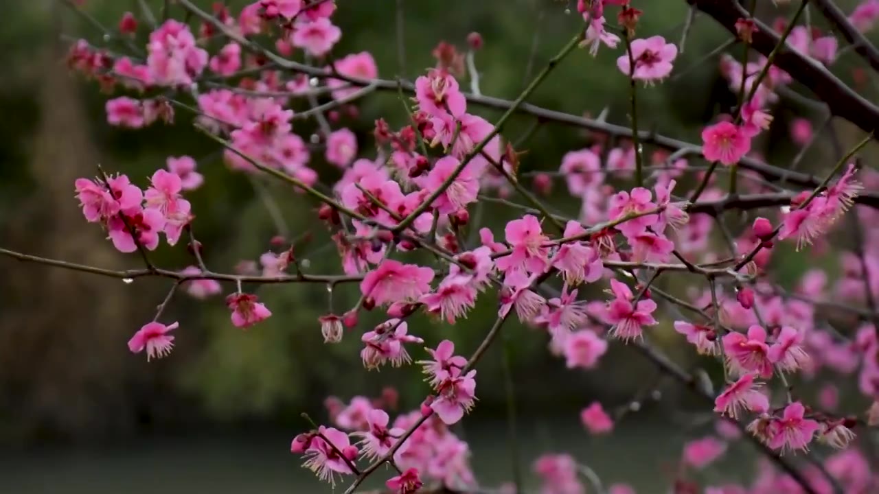 春雨中随风舞动的红色梅花视频素材