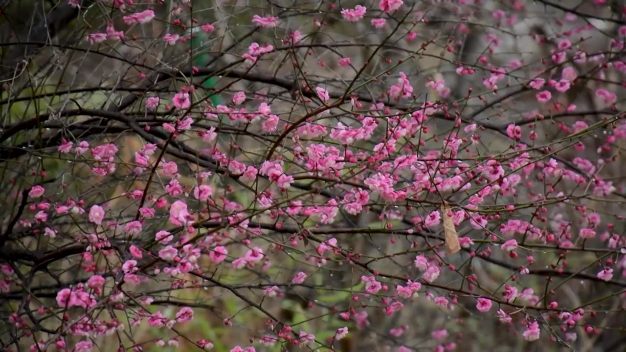 春雨中随风舞动的红色梅花视频素材