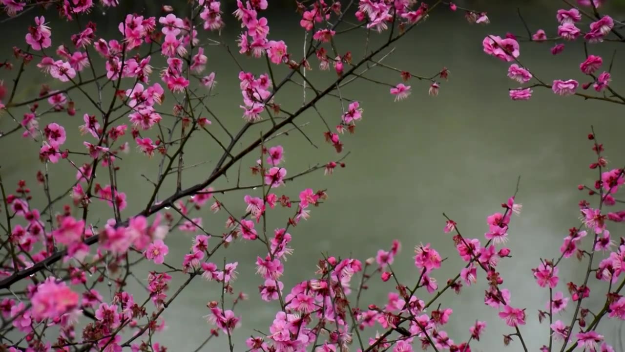 春雨中随风舞动的红色梅花视频素材