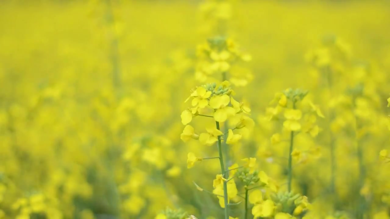 随风摇动的黄色油菜花视频素材