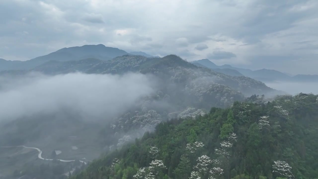 桐花童话，连绵群山绿，油桐花如雪视频素材