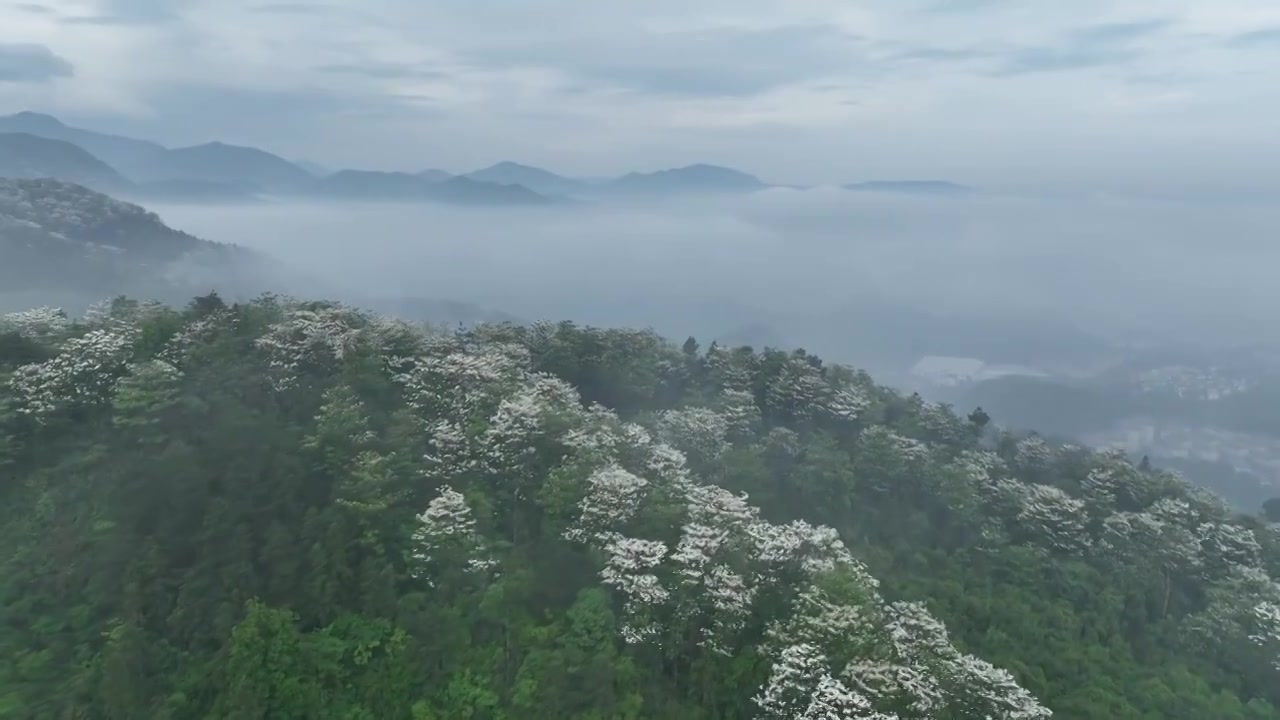 桐花童话，连绵群山绿，油桐花如雪视频素材