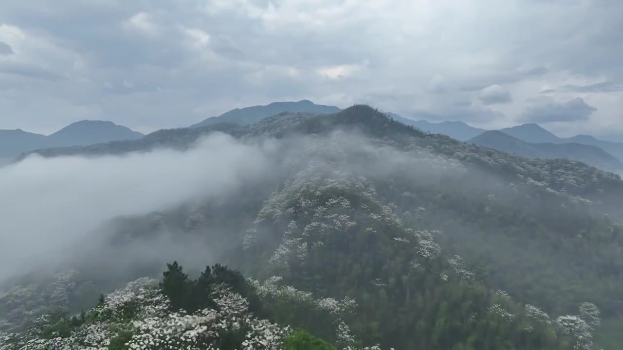 桐花童话，连绵群山绿，油桐花如雪视频素材