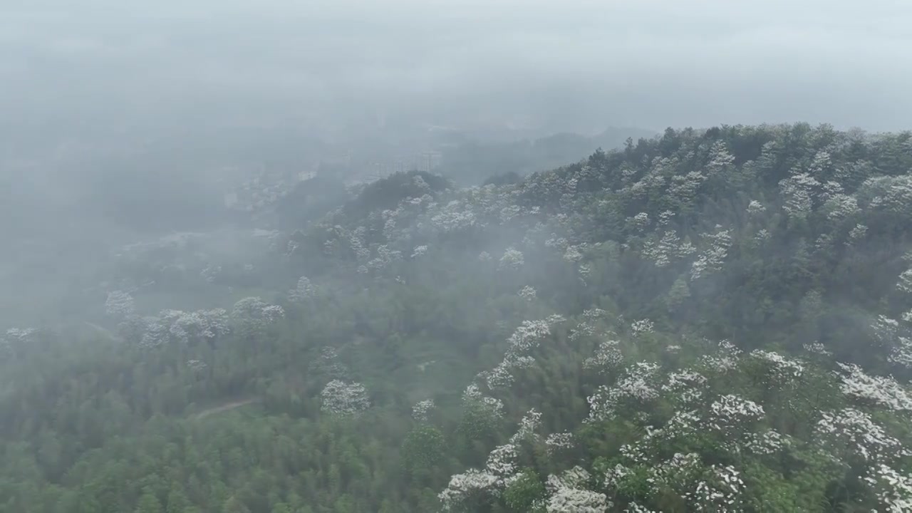 桐花童话，连绵群山绿，油桐花如雪视频素材