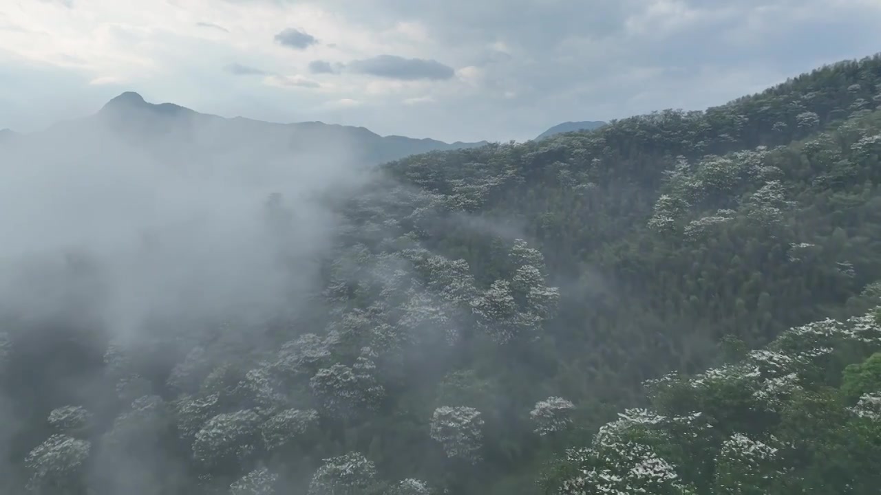 桐花童话，连绵群山绿，油桐花如雪视频素材