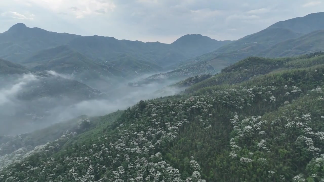 桐花童话，连绵群山绿，油桐花如雪视频素材