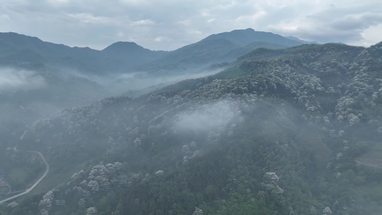 桐花童话，连绵群山绿，油桐花如雪视频素材