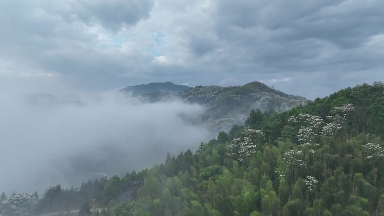 桐花童话，连绵群山绿，油桐花如雪视频素材