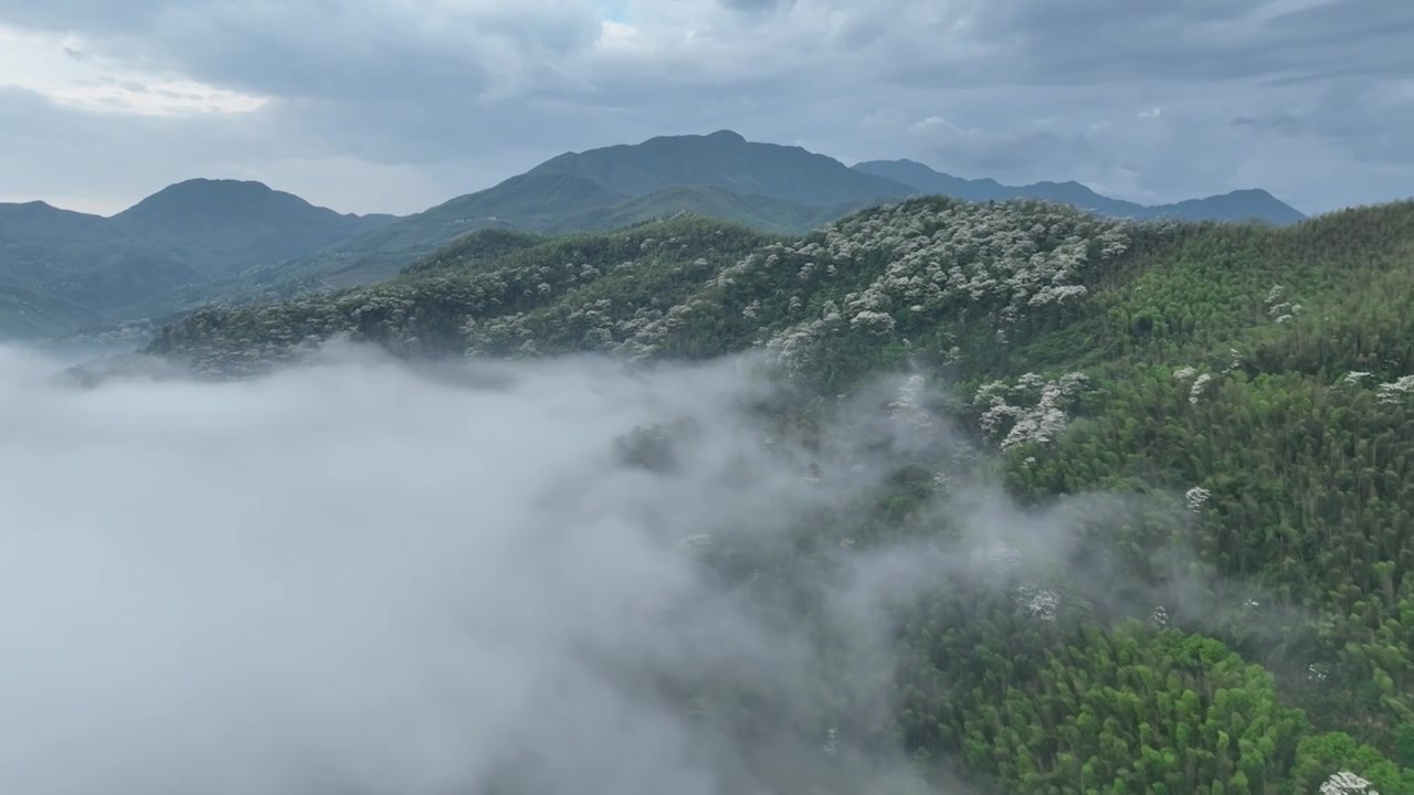 桐花童话，连绵群山绿，油桐花如雪视频素材