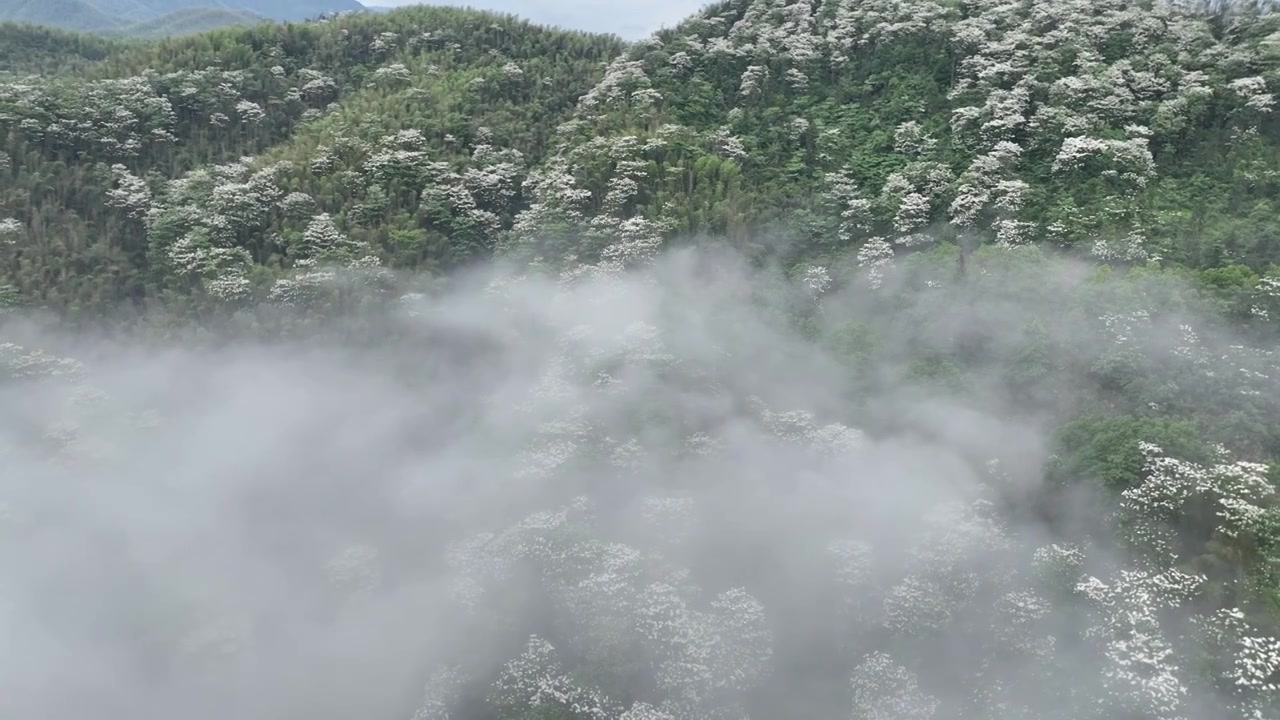 桐花童话，连绵群山绿，油桐花如雪视频素材