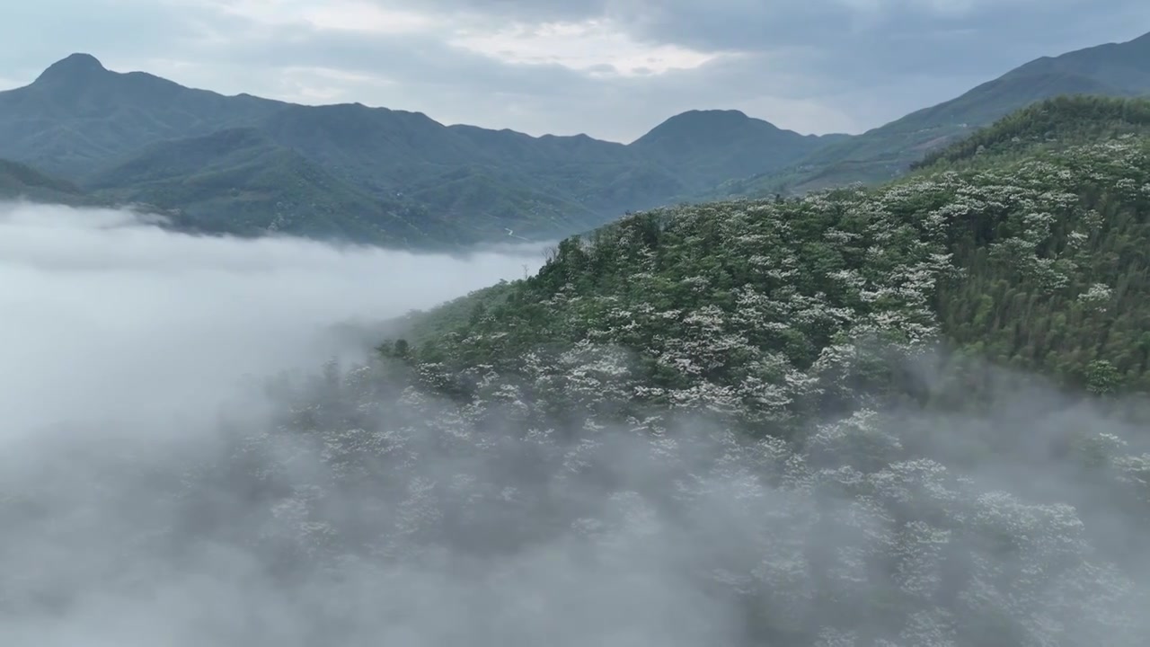 桐花童话，连绵群山绿，油桐花如雪视频素材