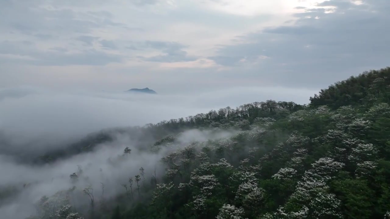 桐花童话，连绵群山绿，油桐花如雪视频素材