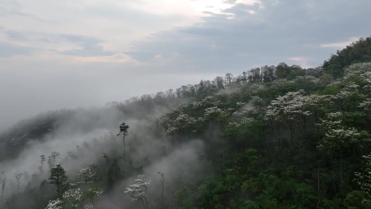 桐花童话，连绵群山绿，油桐花如雪视频素材