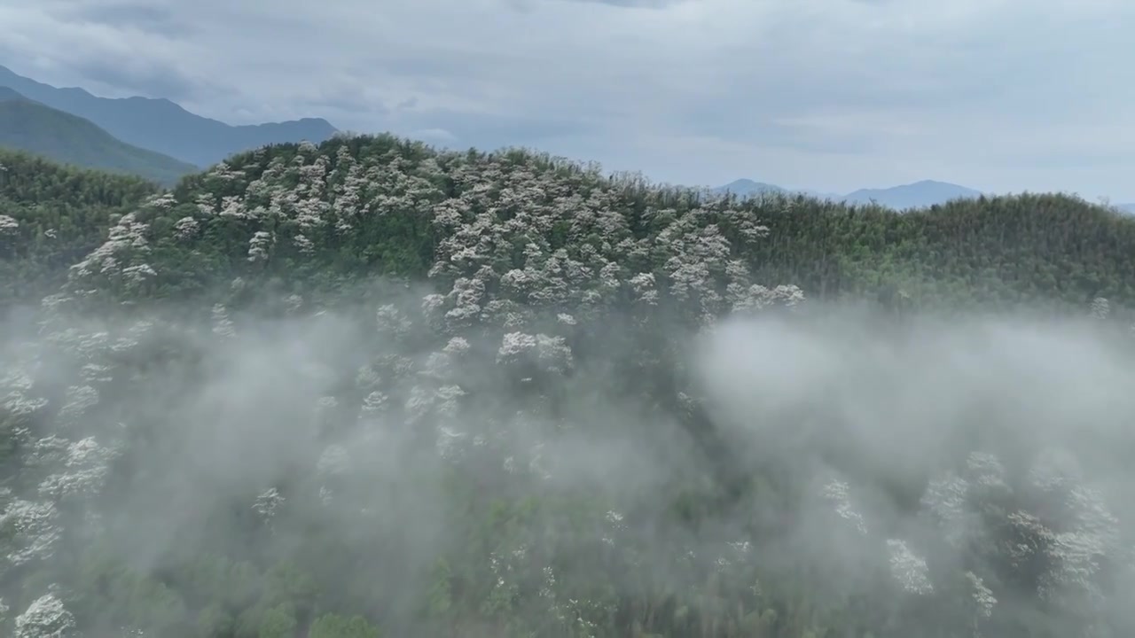 桐花童话，连绵群山绿，油桐花如雪视频素材