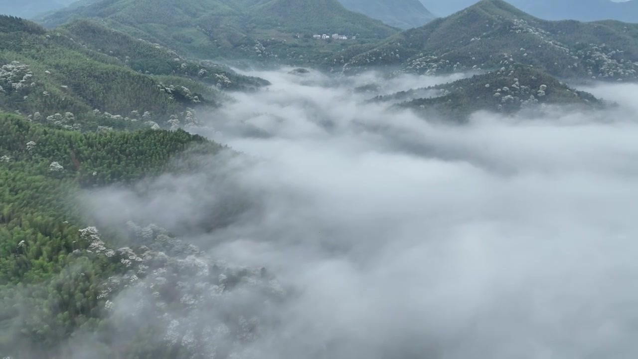 桐花童话，连绵群山绿，油桐花如雪视频素材