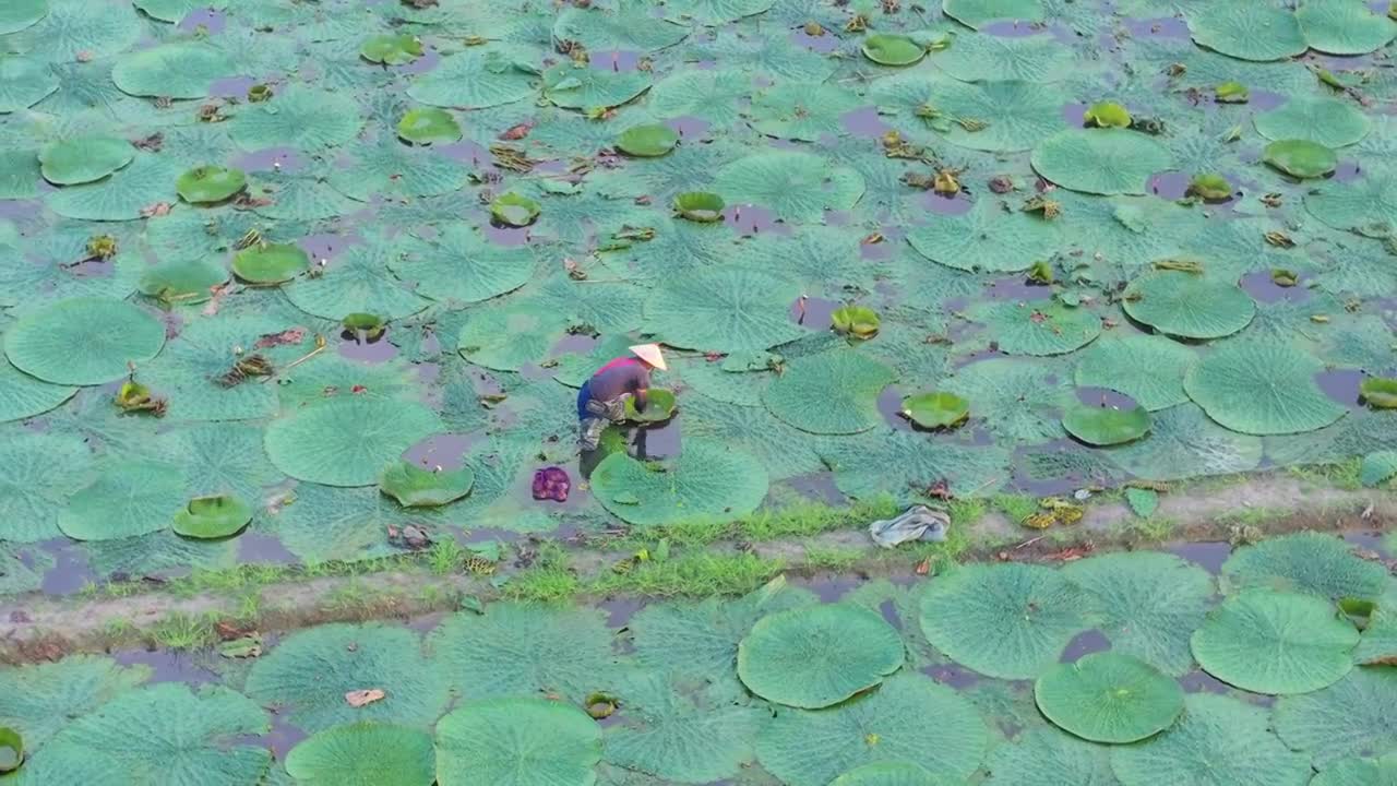 合集-苏州夏天秋天鸡头米采摘收获风景航拍视频素材