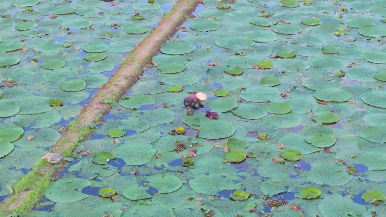 合集-苏州夏天秋天鸡头米采摘收获风景航拍视频素材