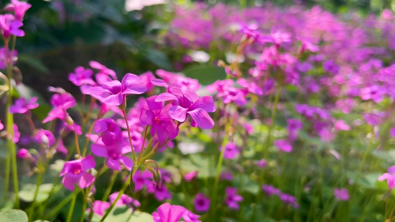 关节醡浆草美丽的花视频素材