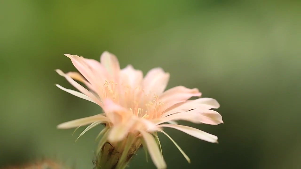 仙人球花朵视频下载