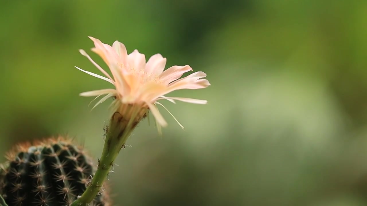 仙人球花朵视频下载