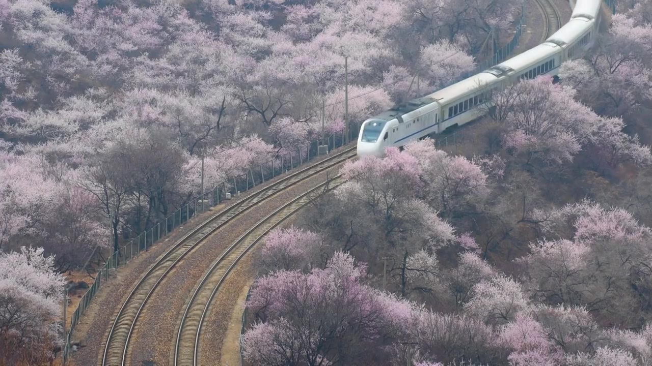 中国北京居庸关长城花海列车，开往春天的列车视频素材